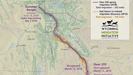 A MAP OF A DEER JOURNEY OVER A PHYSICAL ATLAS