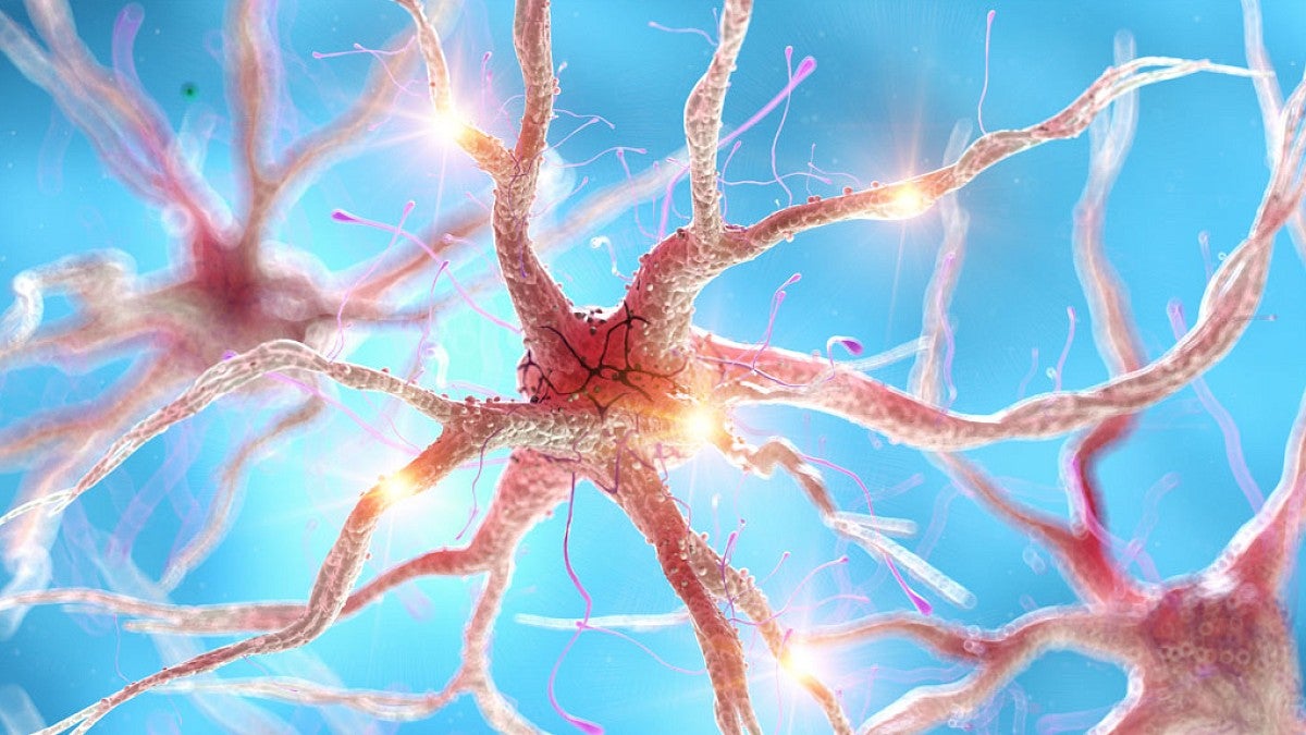 Neurons
