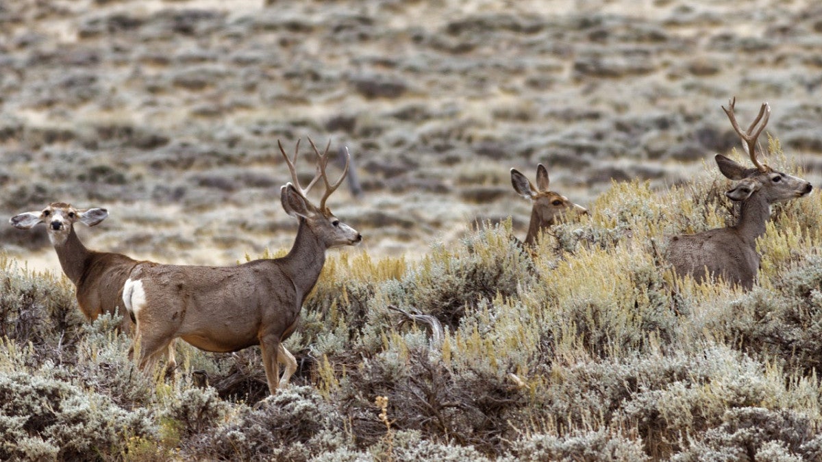 a small group of deer