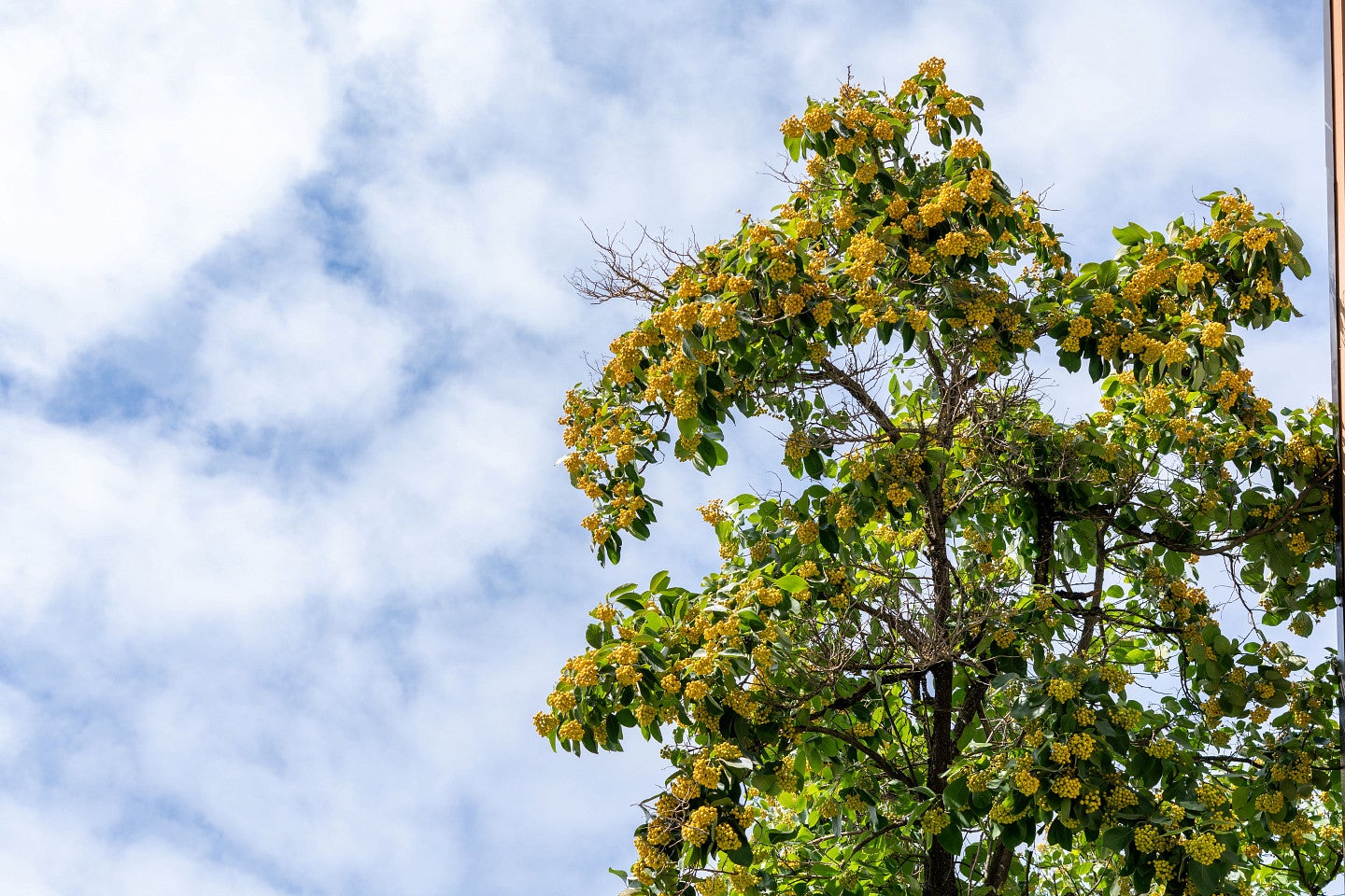 Campus tree