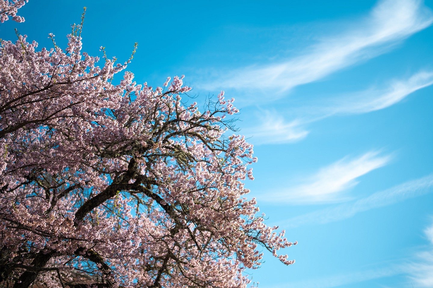 A campus tree covered in pink blossoms against a blue sky with white clouds.