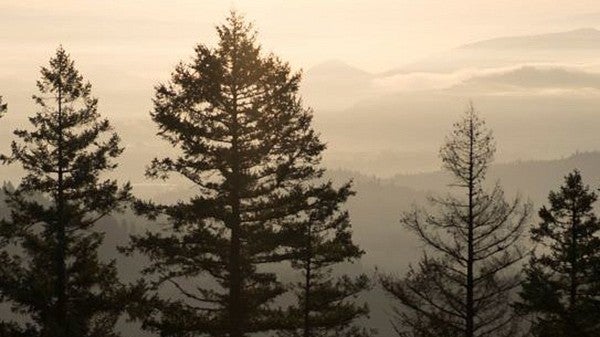 trees in skyline of eugene