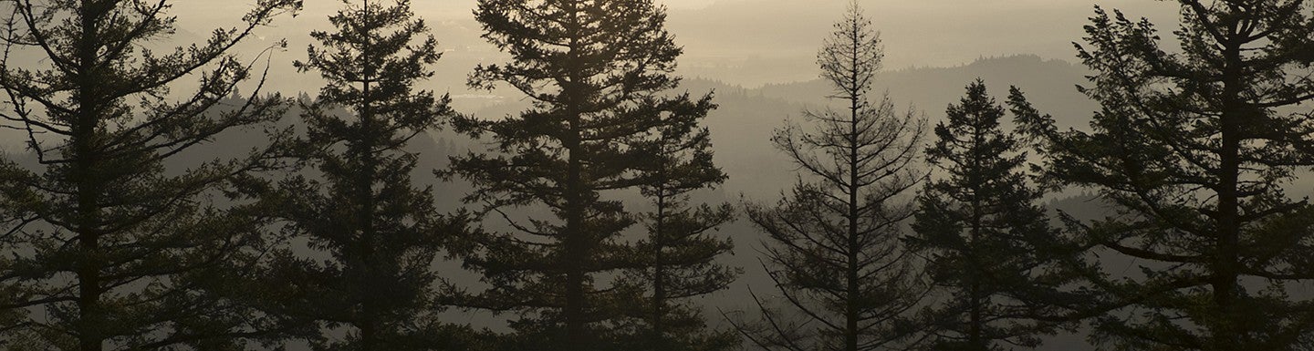 trees in skyline of eugene