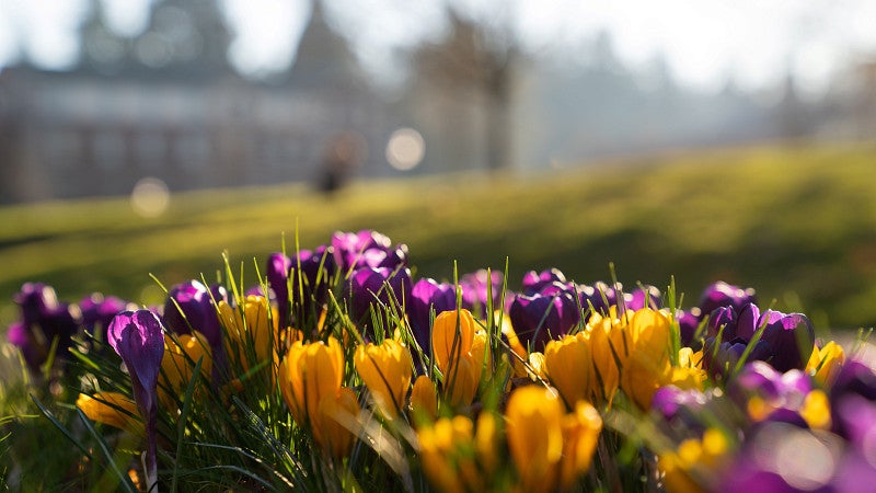 Campus Flowers