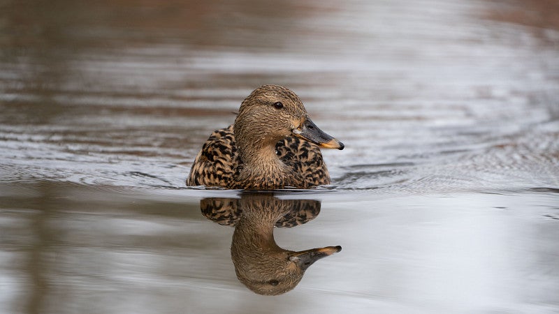 Duck swimming in water