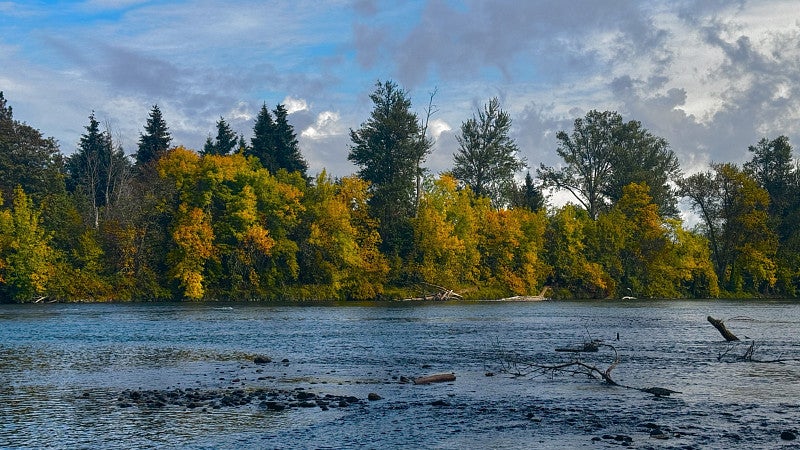 Willamette River Natural Area River and Fall Colors