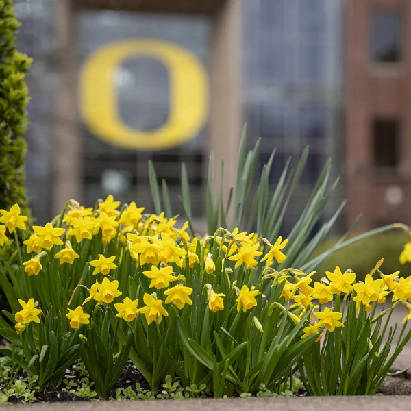 Spring flowers on campus