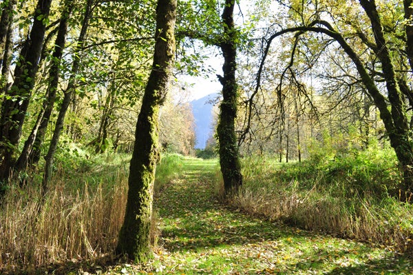 The Shire is a carefully designed landscape with a sculpted lawn, a series of meadows, wetlands, vista points, river bays, and walking paths. The Shire