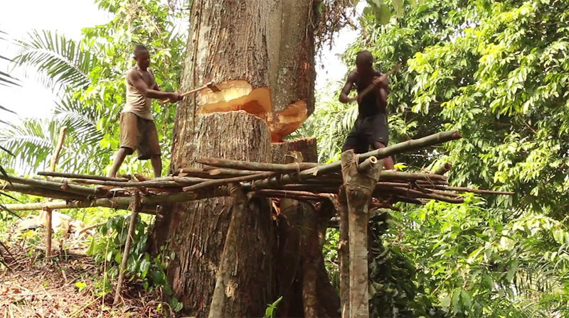 chopping tree