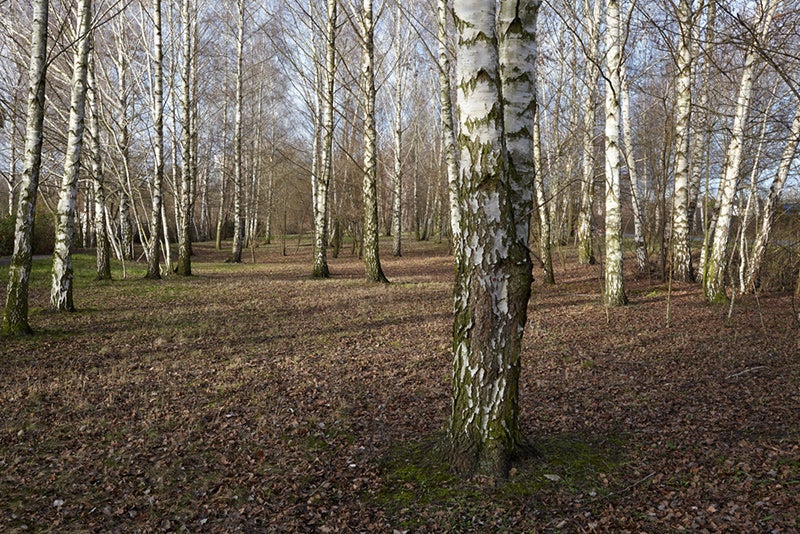 trees
