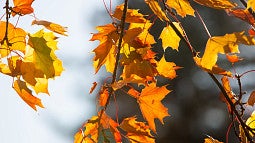 Fall at the University of Oregon