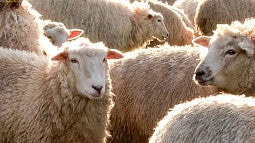 Click to read a story about Sport Product Design Students winning a design competition with wool as the primary design component. 