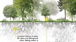 graphic of carbon sequestration project in forest