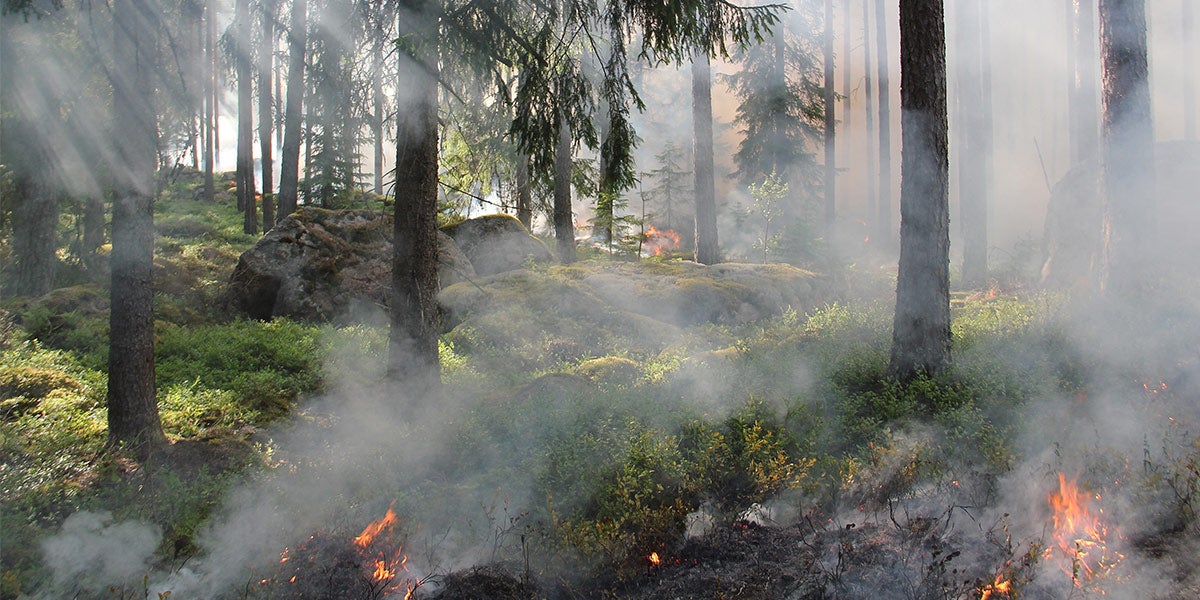 forest fire