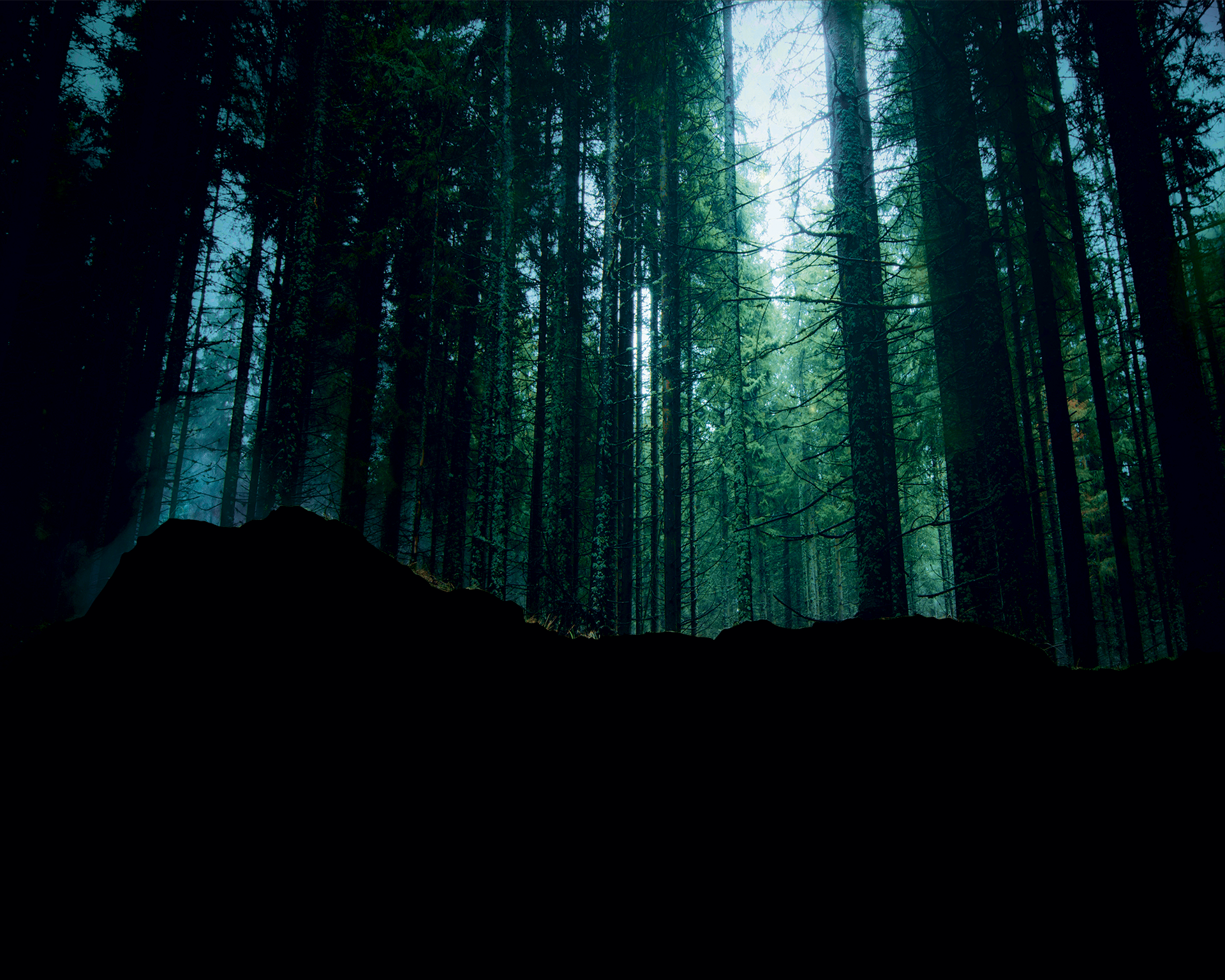 Dark forest with green hue.