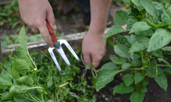 Students using gardening tool to garden.
