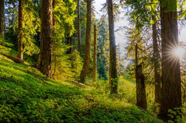 Looking up hill through an evergreen forest, ferns and moss growing amongst the trees,  sun peeking through from the right.