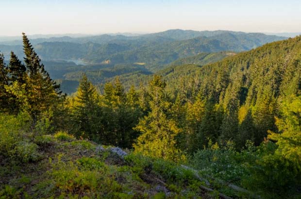 Looking down in a valley filled with evergreen trees, a river in the distance