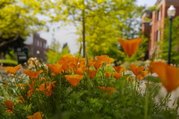 Down low with some California Poppies looking towards a street light, and buildings