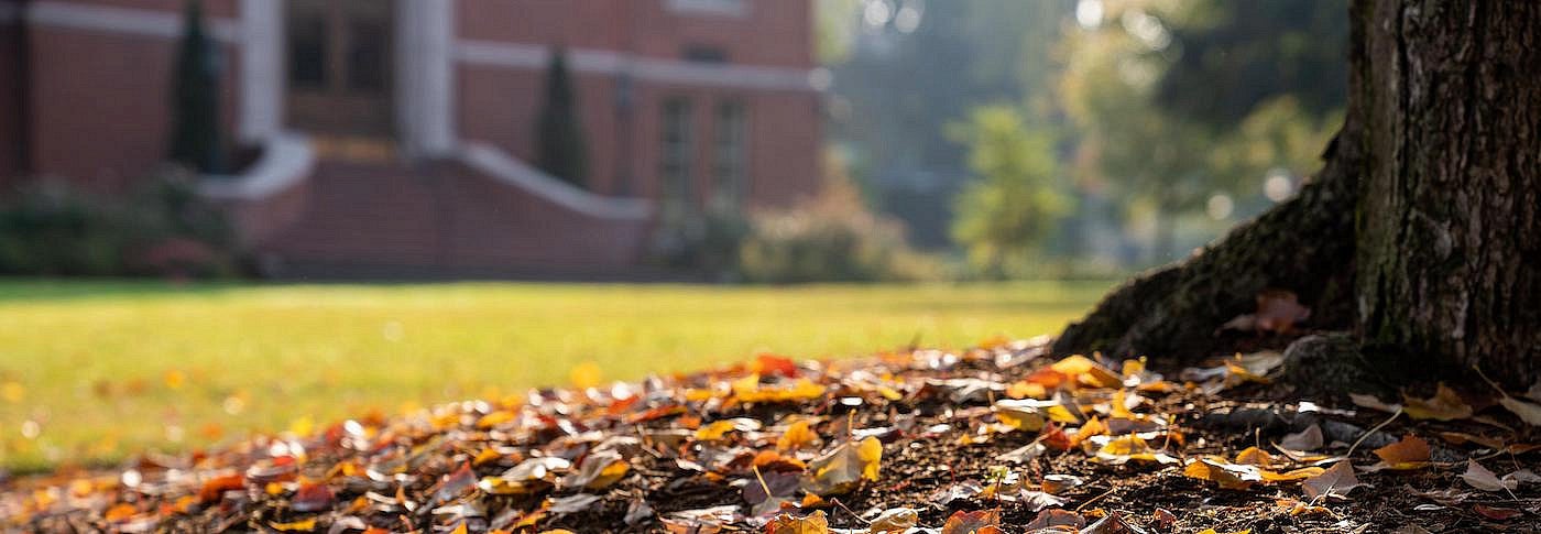 Orange leaves at the roots of a tree, campus building in background