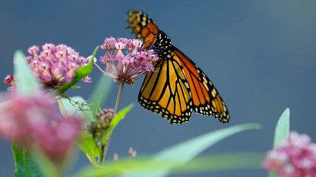 monarch butterfly