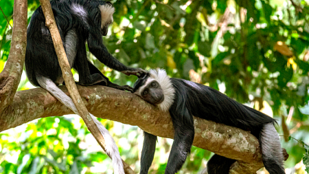 A sacred monkey in rural Ghana is helping one UO grad student gain insights into the gut microbiome