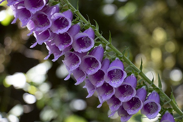 a stalk of purple bell blowers against green grass