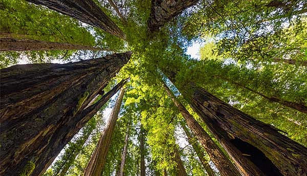 Looking up at tall trees