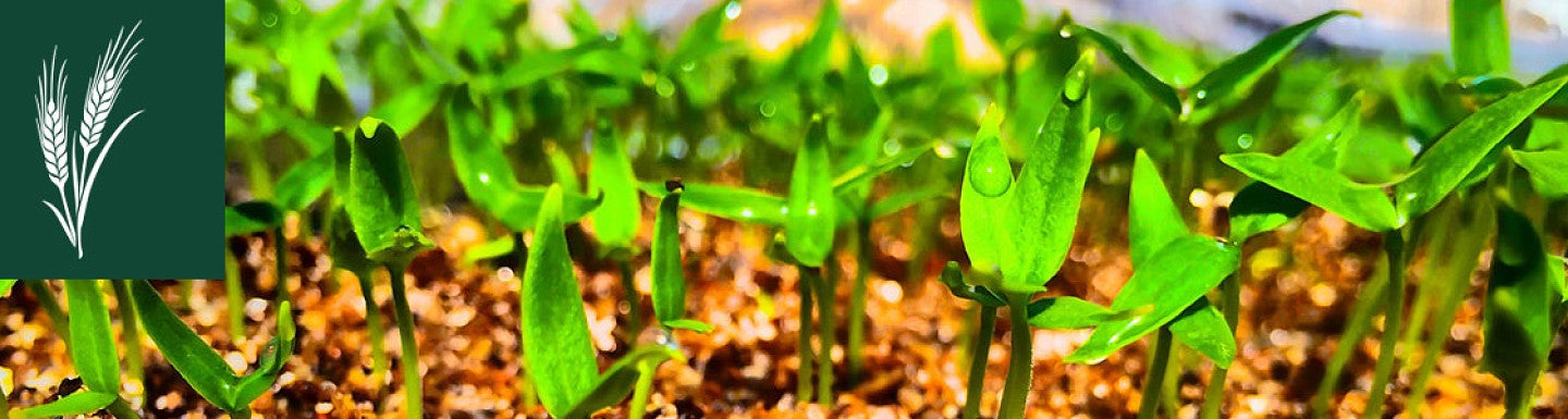 Plants Growing with the word Food Sovereignty Project