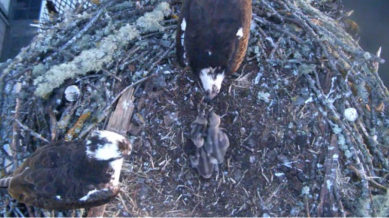 Osprey Chicks in their Nest