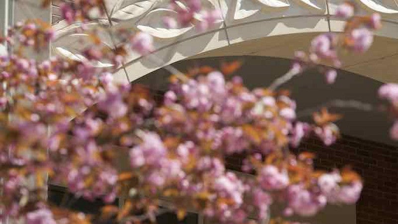spring blossoms