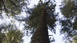 view of canopy of trees