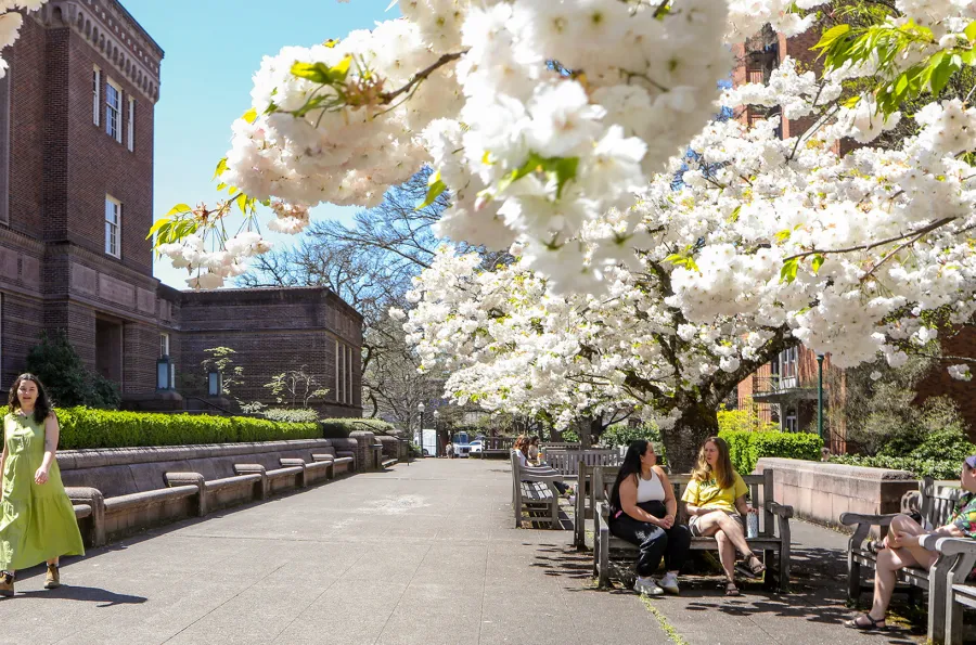 people sitting on a bench under cherry blossoms in front of library