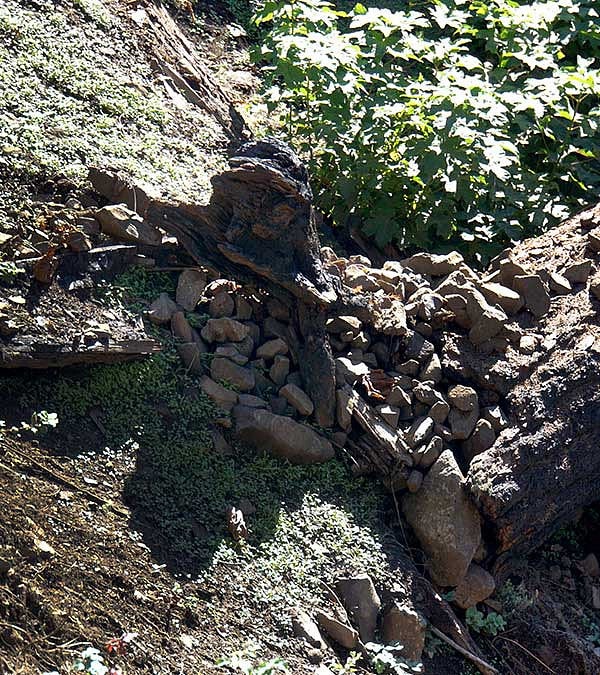 Exposed tree roots
