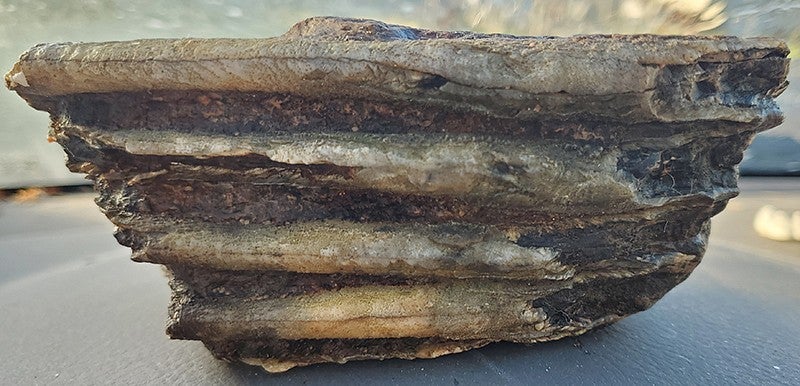 Fossil mammoth tooth fragment