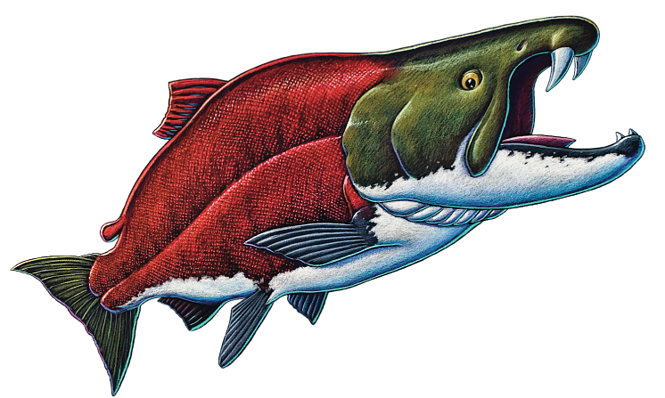  Saber-Tooth Salmon
