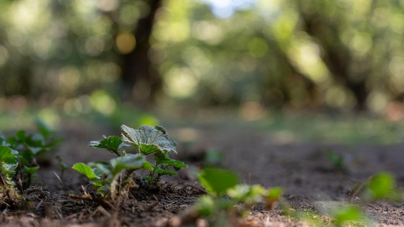 close-up of new growth of cover crops on hazelnut farm