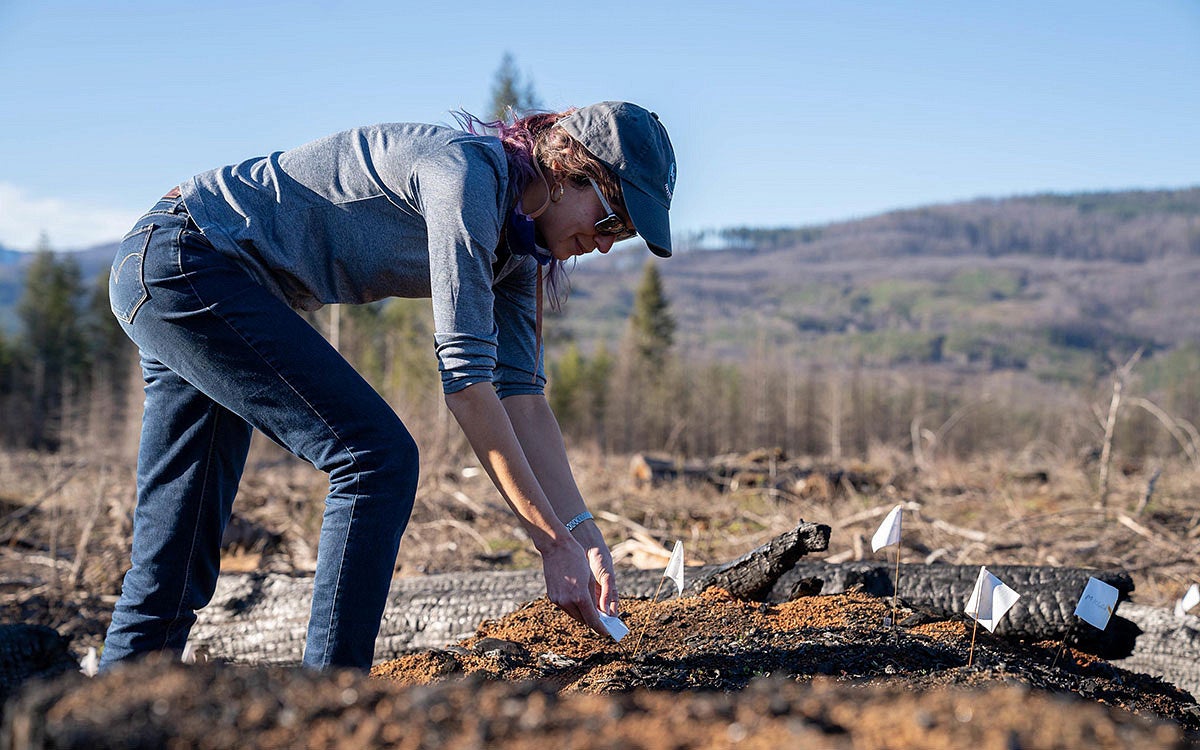 a bee biologist sows native plant seeds after a wildfire