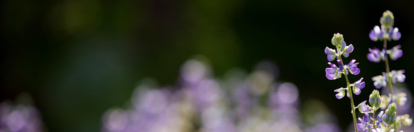 purple flowers
