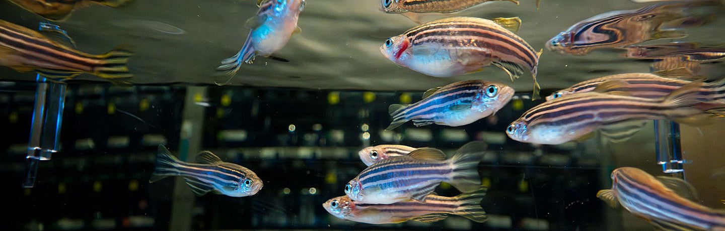 zebrafish swimming in the lab