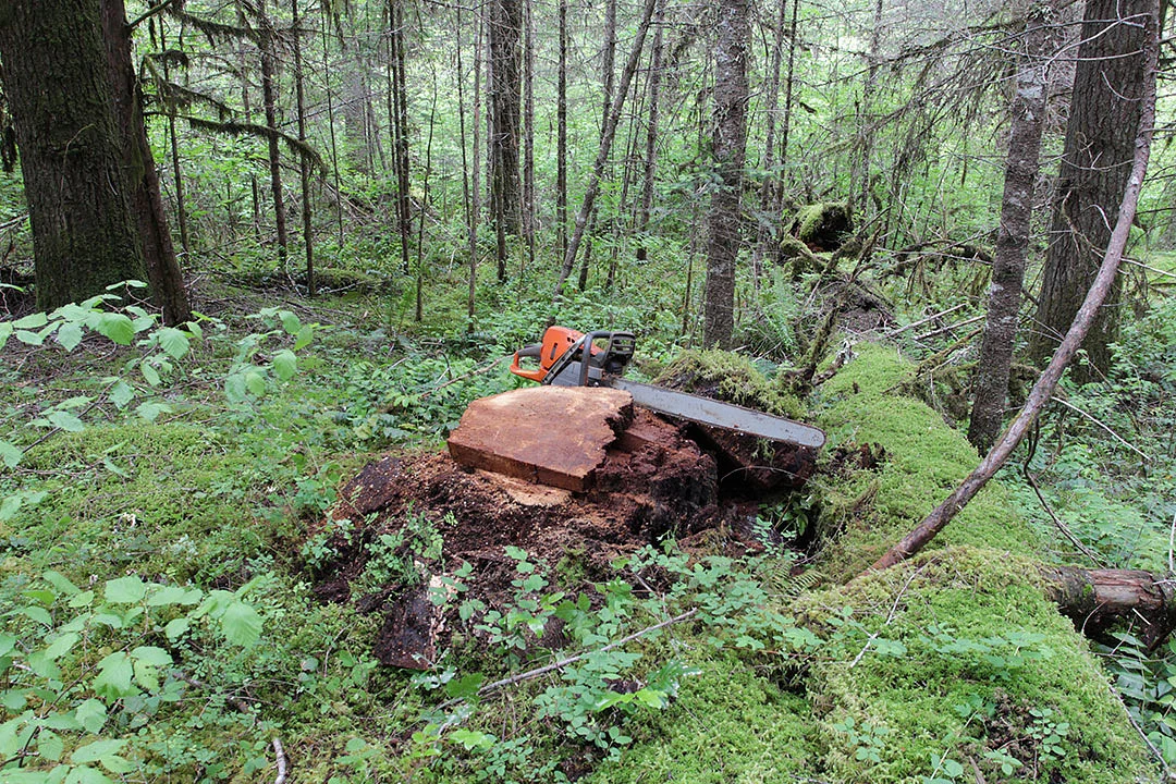 A chainsaw sits on top of a tree stump, next to a cross-section slab of wood, in a Douglas fir forest