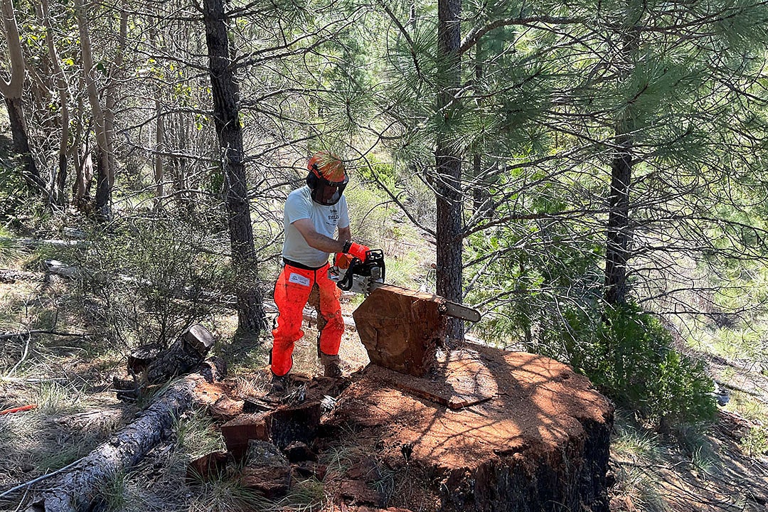 A person in a helmet cuts the top of a tree stump with a chainsaw