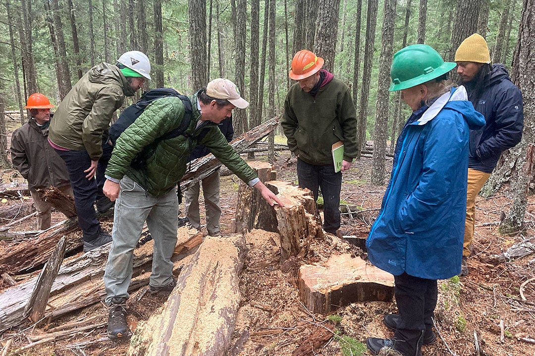 A person points at a tree stump in front of a group of people in a Douglas fir forest