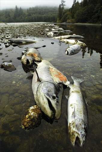 Salmon lie dead in the Klamath River, casualties of conditions that killed hundreds of other fish in 2002, when the diversion of water for irrigation left the river too crowded, warm and shallow to support the fish. Photograph by Ron Winn