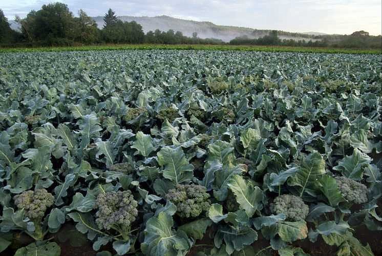 Winter Greens
