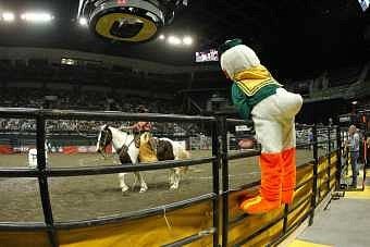 The Duck eggs on rodeo participants. Photograph courtesy Mike Duncan