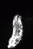 Ablated Larva 