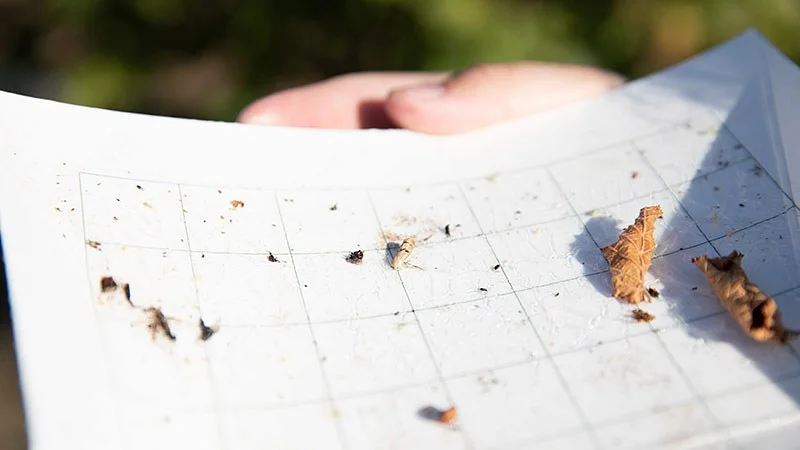 Filbertworm trap used to measure how many are in the wild