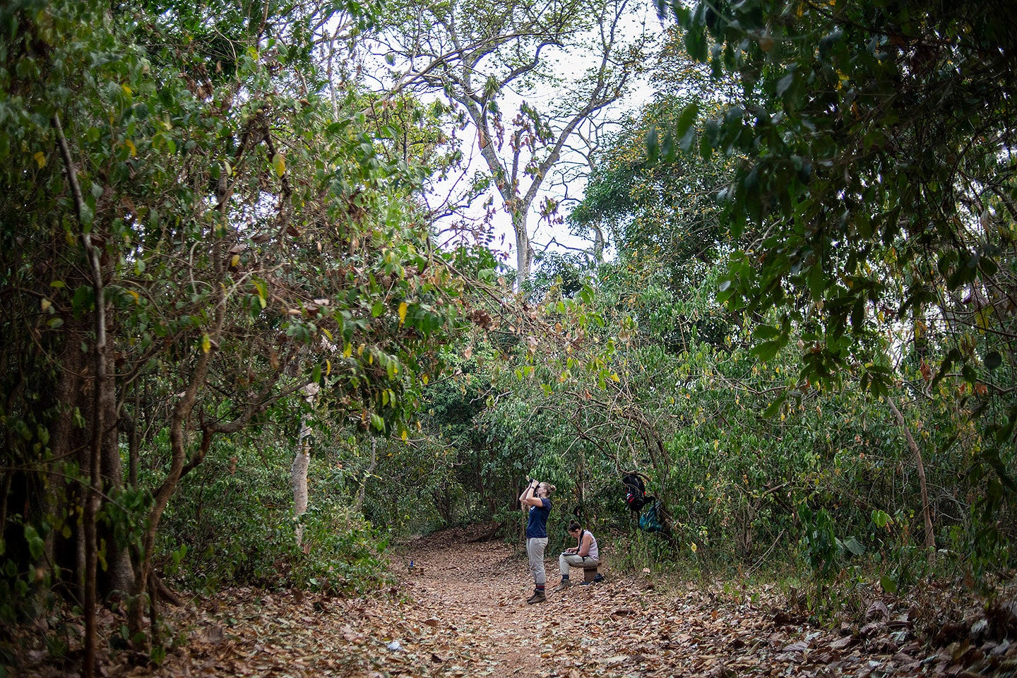 Diana in Forest