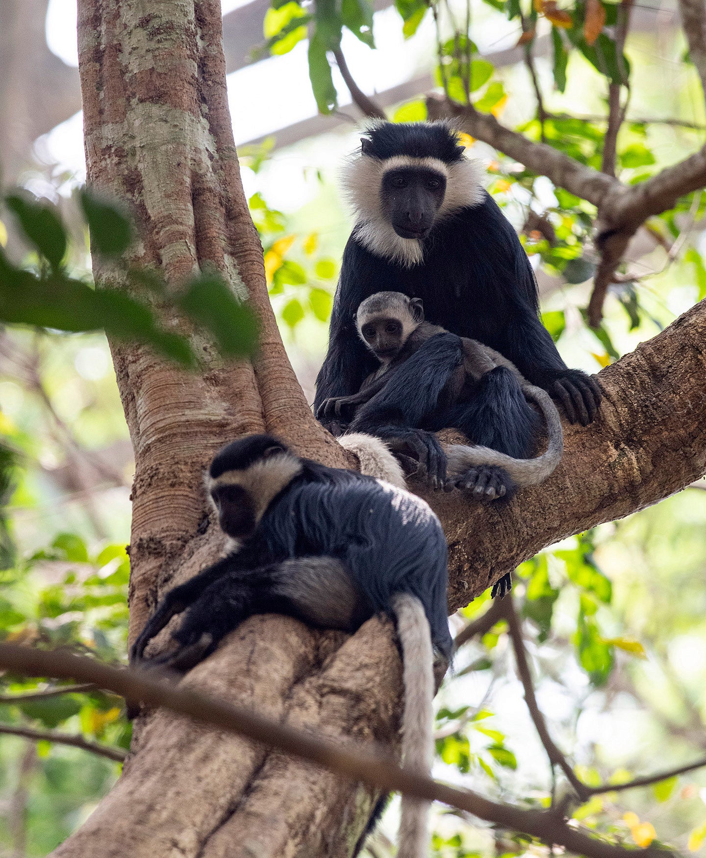 Monkeys with Baby Monkey